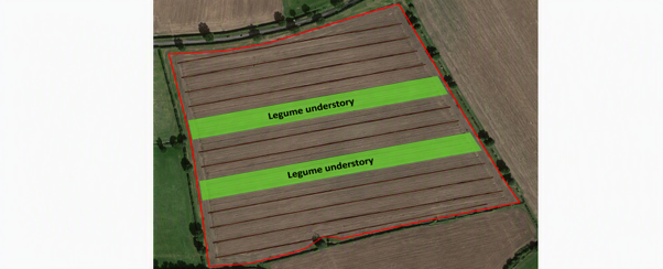 Picture of field showing legume understory