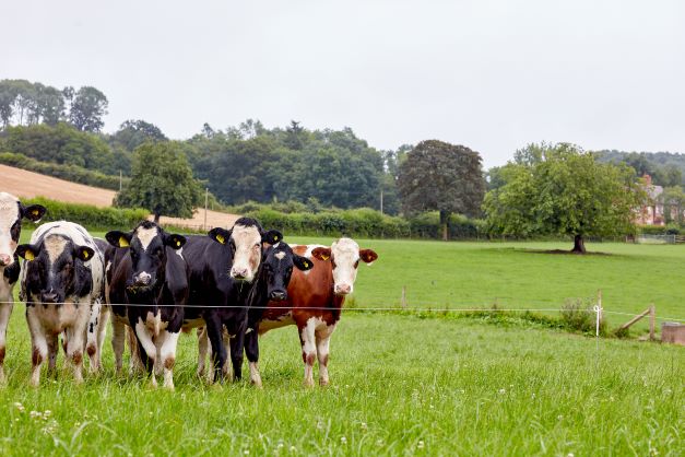 Cows standing in a field AHDB