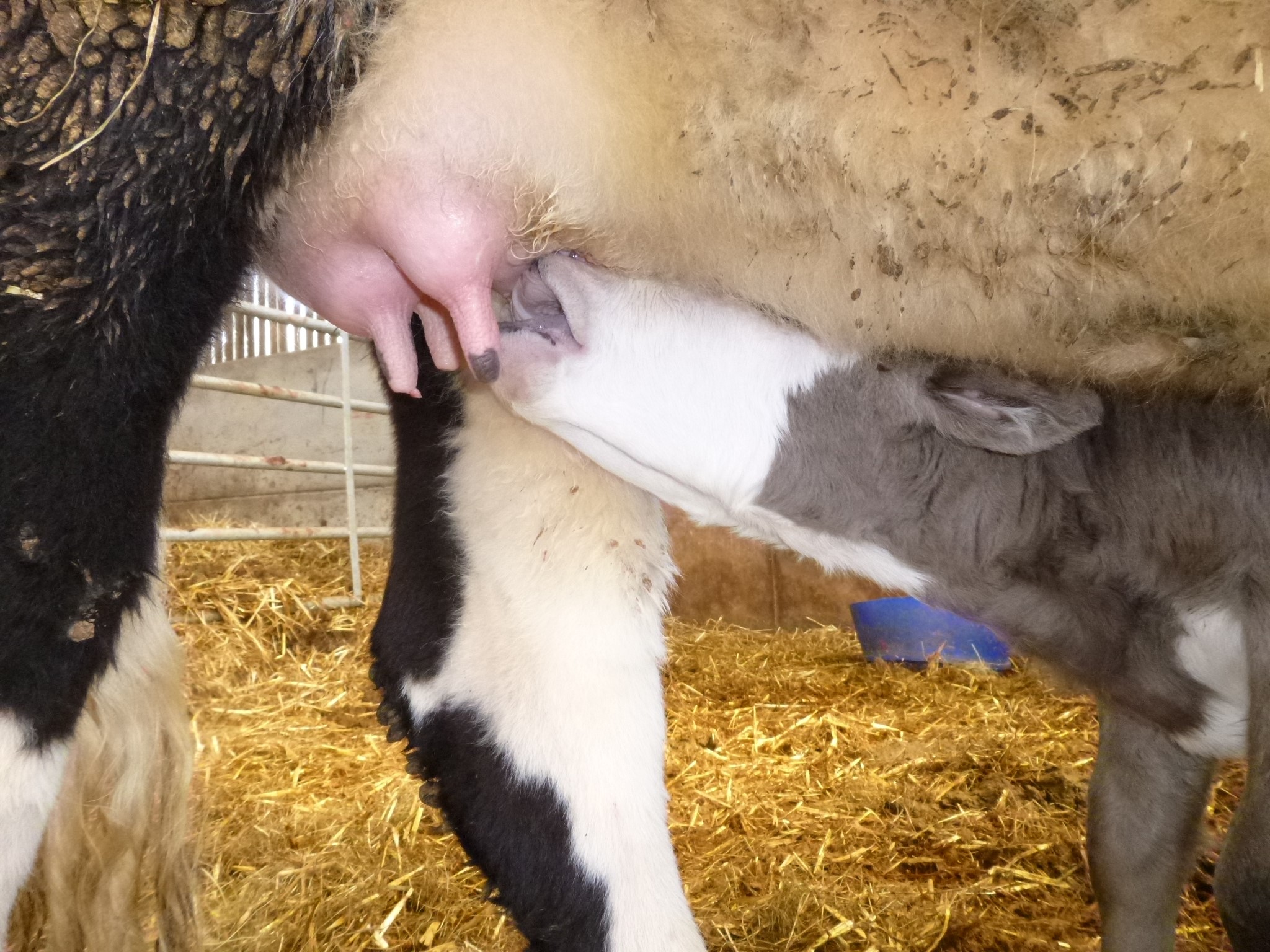 Minimising calving difficulties - Calf care after calving | AHDB