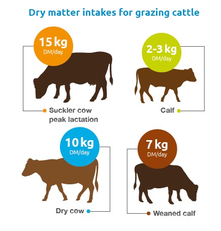 Calculating dry matter intakes for rotational grazing of cattle | AHDB