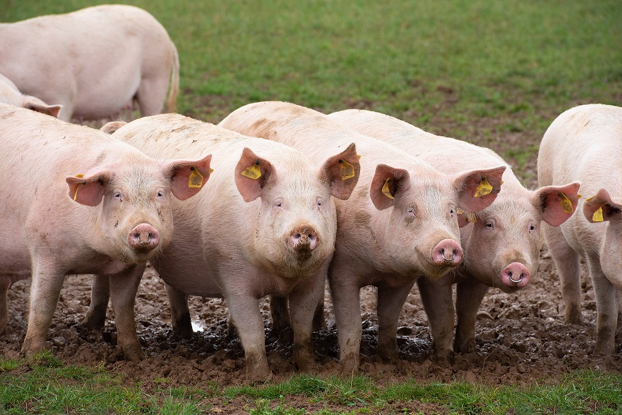 African swine fever is a growing concern - Vimarsana News