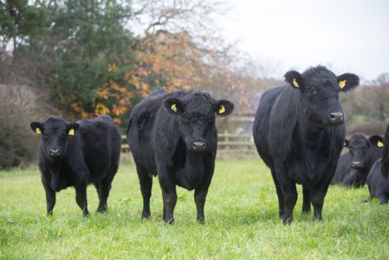 Suckler Cow Efficiency, Profitability and Sustainability | AHDB