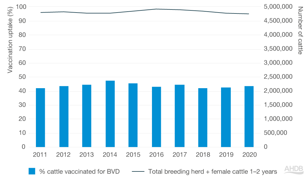 BVD vaccine in cattle uptake graph.