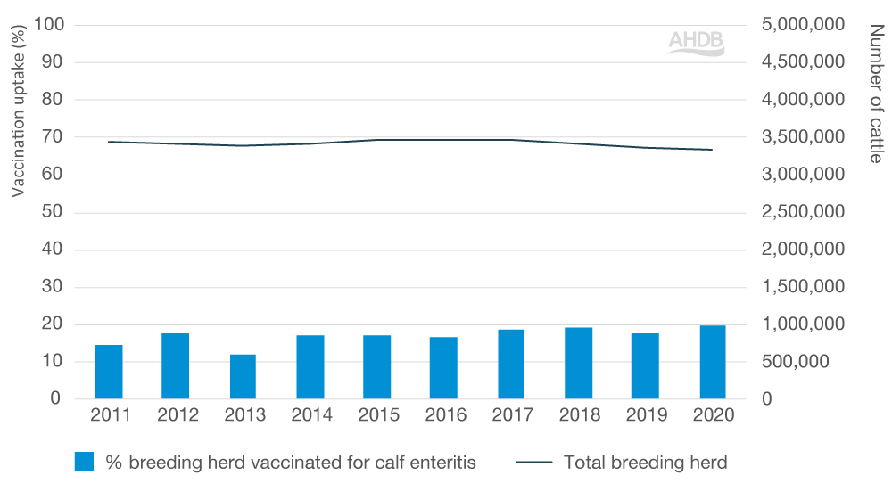 Scour vaccine in cattle uptake graph.