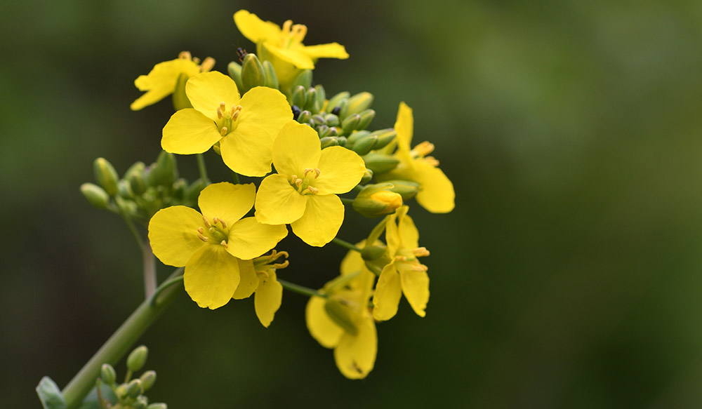 Recommended Lists variety comments for cereals and oilseed rape | AHDB