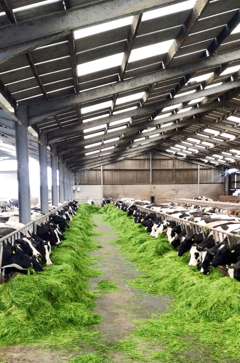 a group of cows in a barn