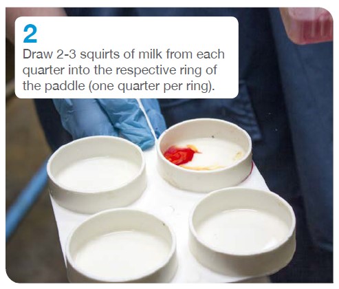 2. Draw 2-3 squirts of milk from each.