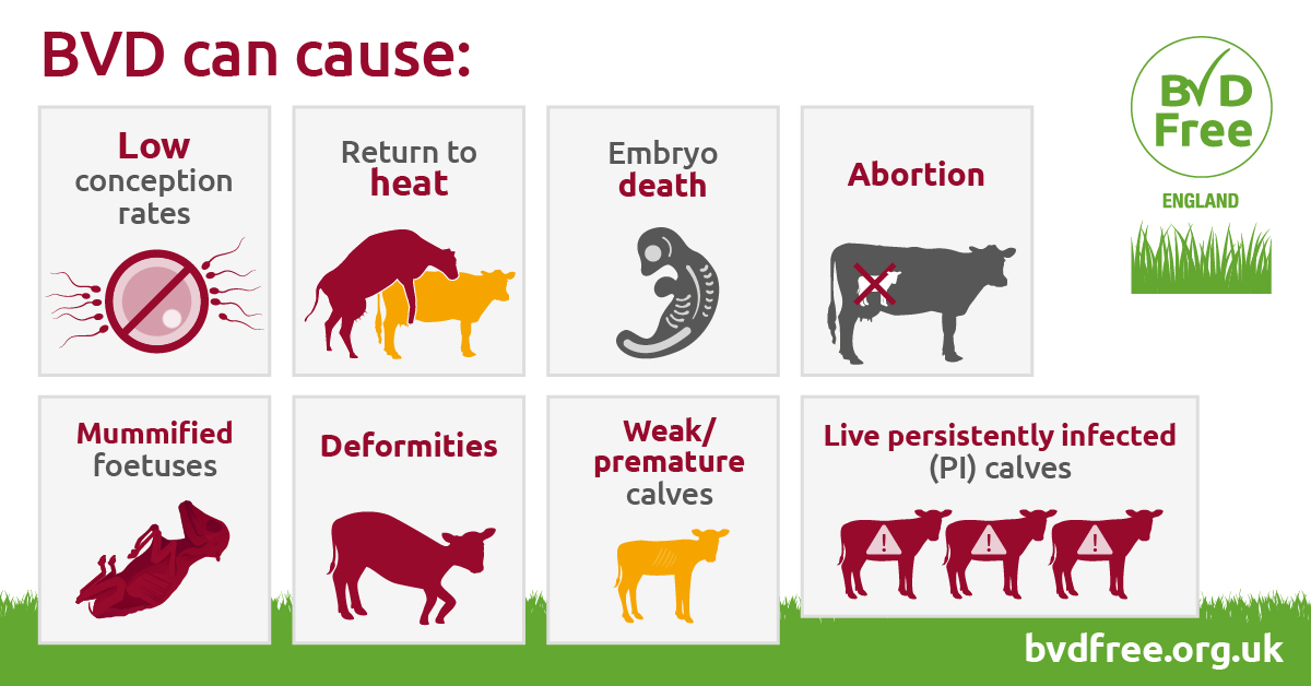 BVD can cause:. BVD.