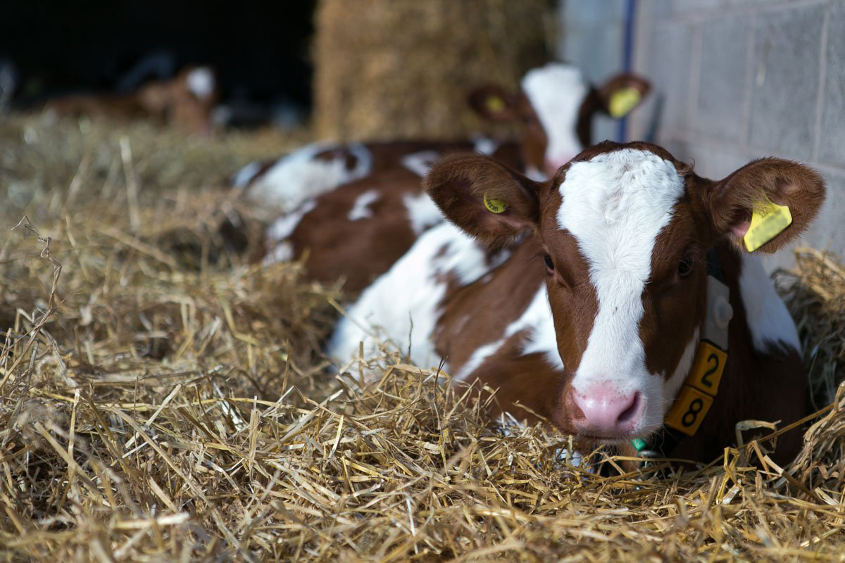 a cow laying in hay