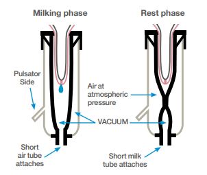Teat cup vacuum and milk flow diagram