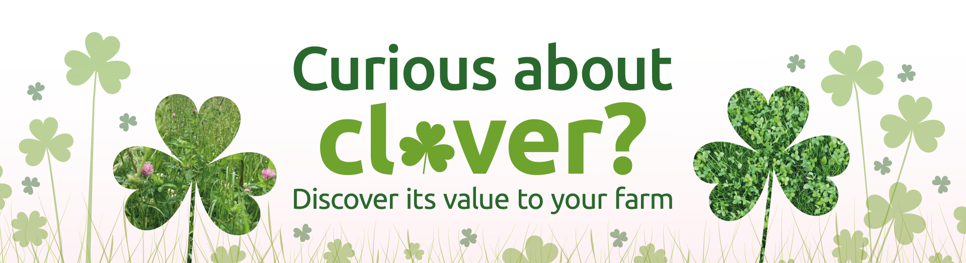 CURIOUS ABOUT CLOVER BANNER IMAGE