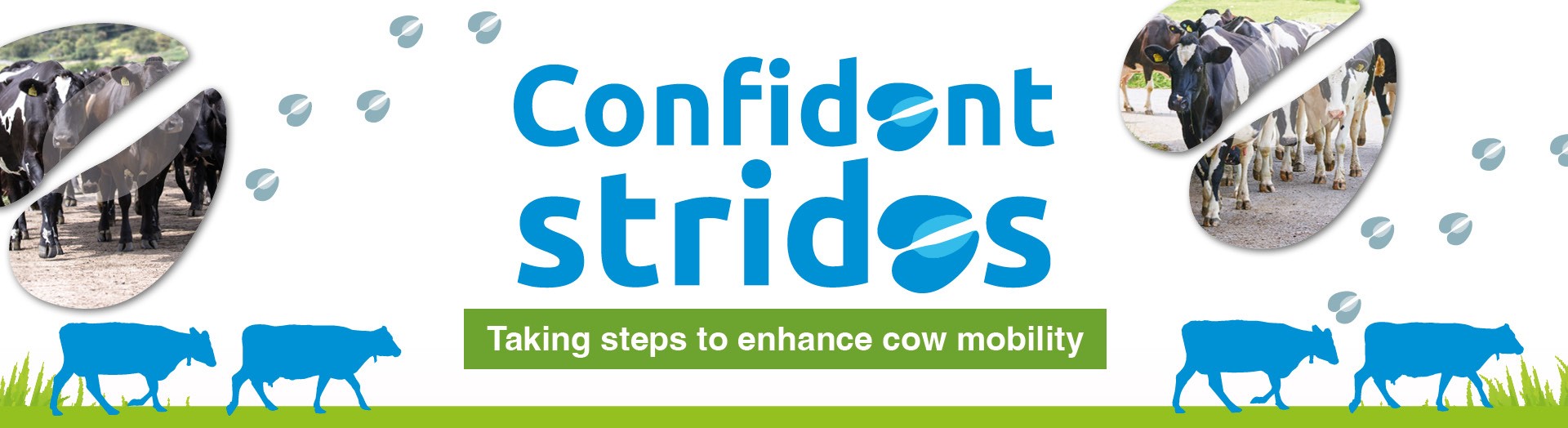 Confident strides: Taking steps to enhance cow mobility