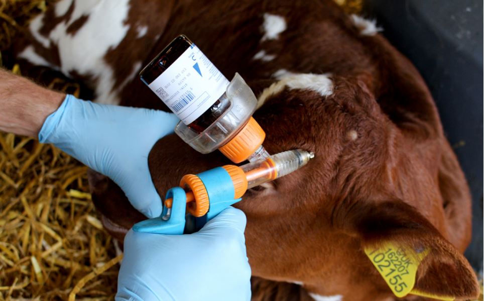 Anaesthetic of the horn bud dairy calf