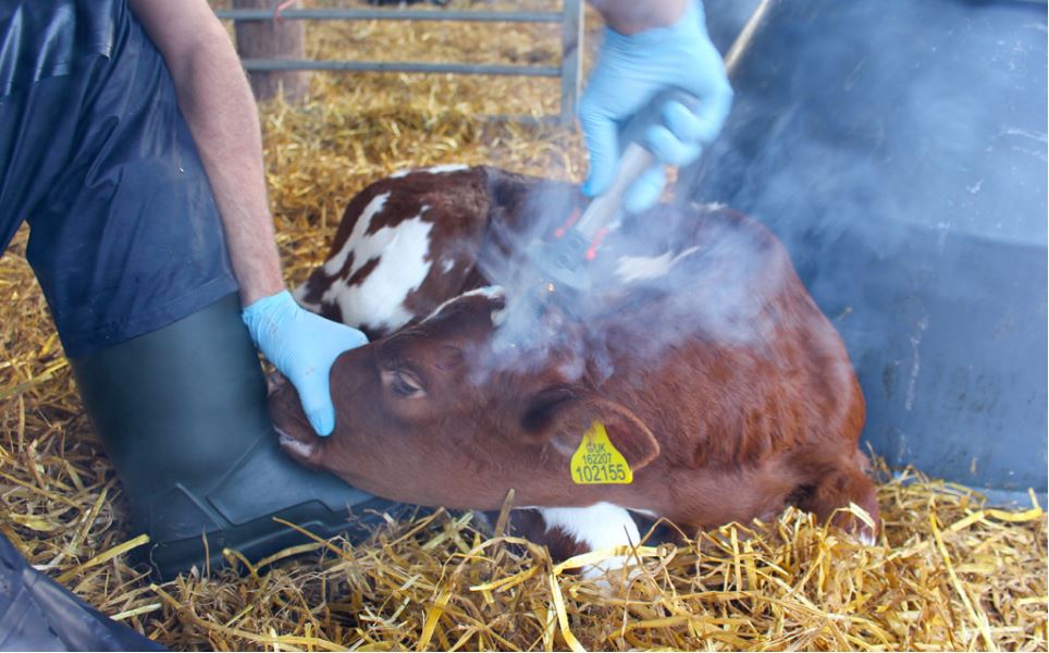 Disbudding dairy calf using a hot iron