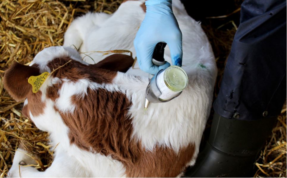 Administering pain relief to dairy calf