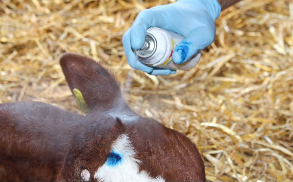 Applying disinfectant spray to dairy calf