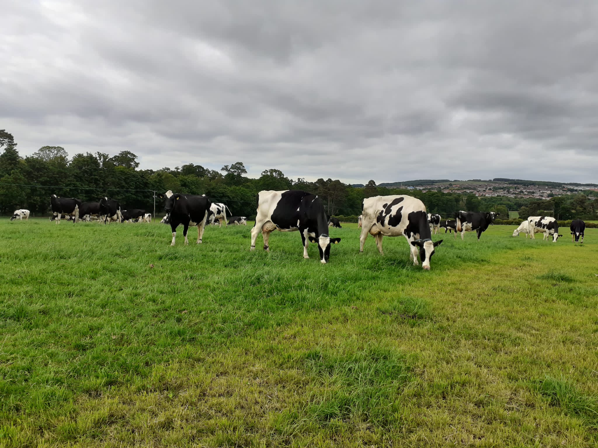 Castleton Farm cows in field