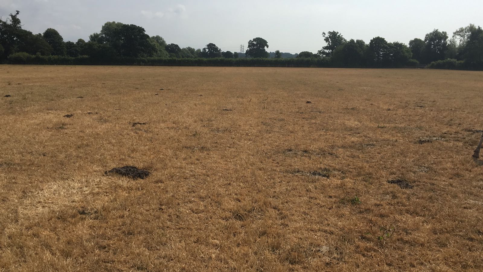 Grass field with drought