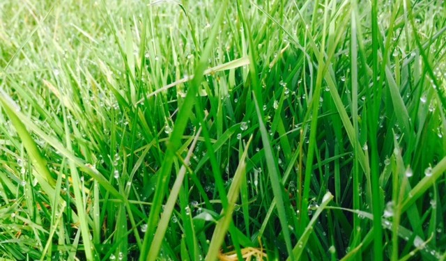 close-up of a green grass