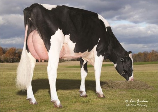 A black and white cow standing in a field.
