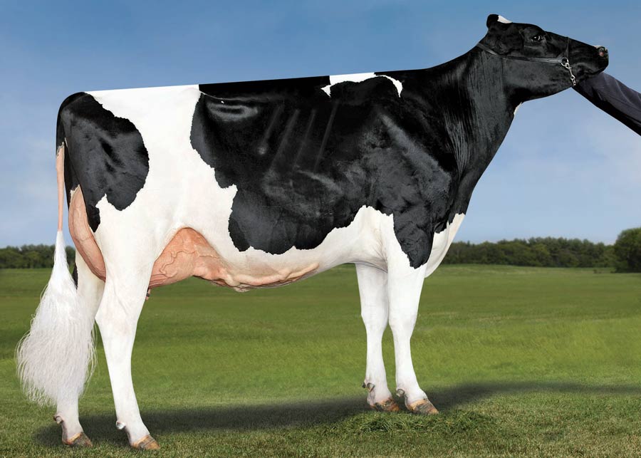 Holstein dairy dam of Denovo 14566 Crosby