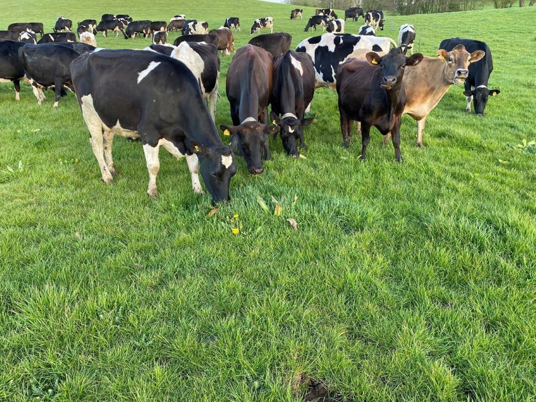 a herd of cows grazing on a field