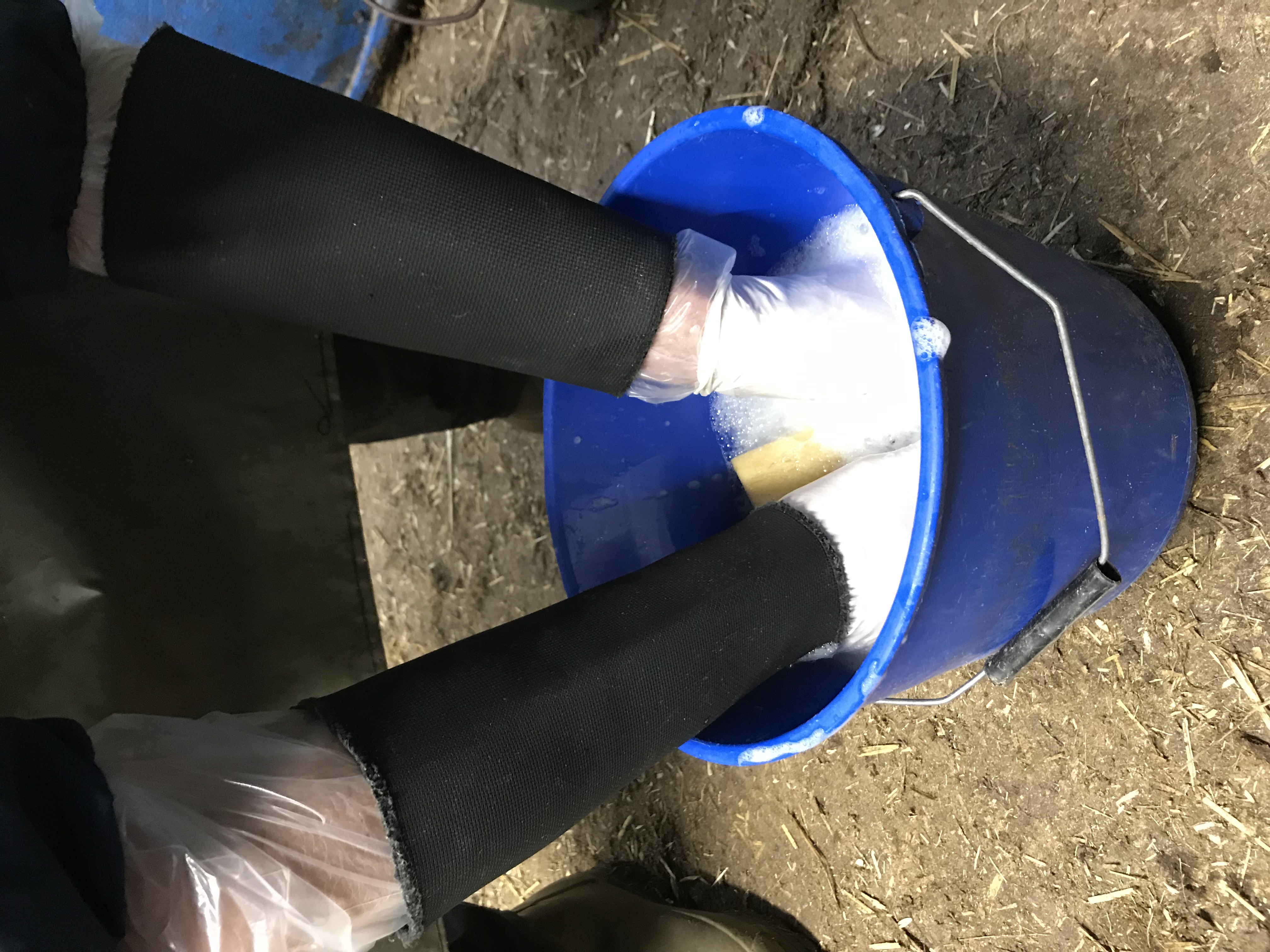 Cattle foot trimming: equipment disinfection