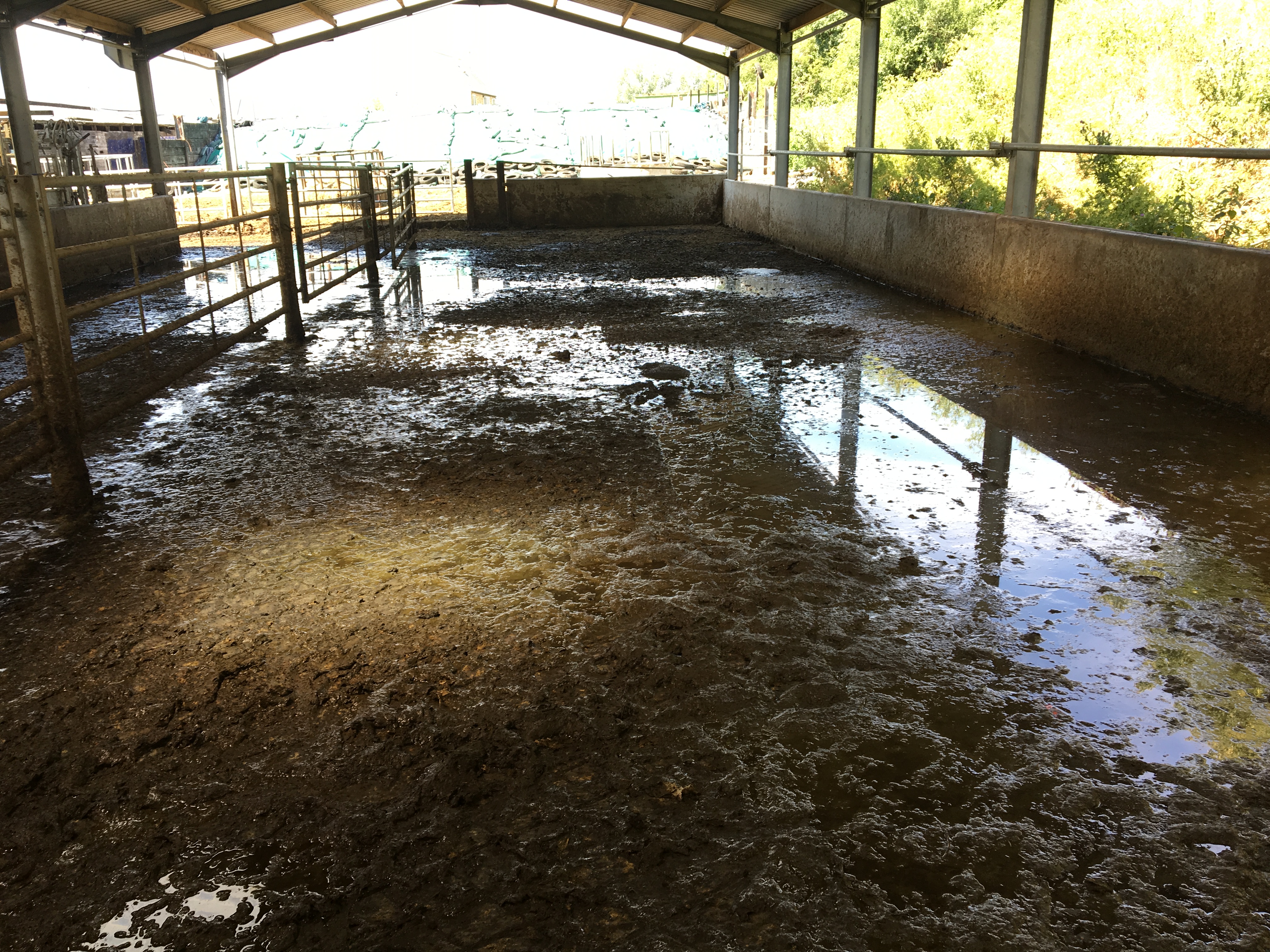 Example of an un-scraped housed cow yard