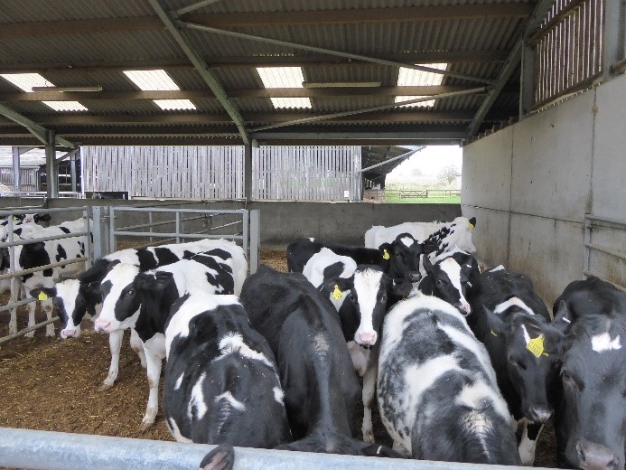 Youngstock housing case study – Holly Green Farm | AHDB