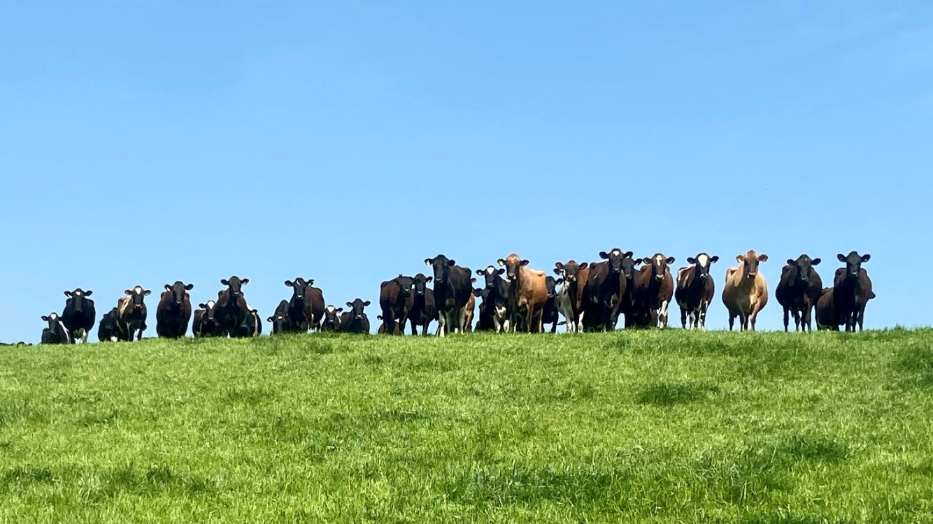 a herd of horses in a field