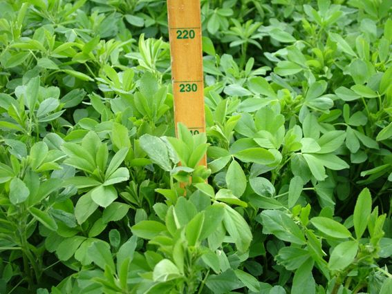 Lucerne being measured with wooden measuring stick