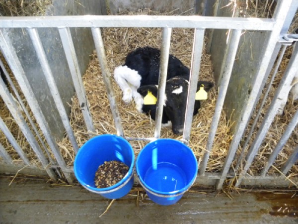 Water for calves | AHDB