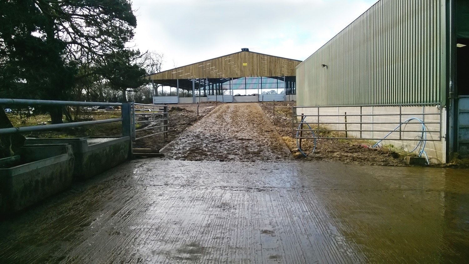 This picture shows the post-milking dispersal area and view back to the high-yielding cow accommodation. Note the clean yard on exit from the parlour, water troughs available (left). However, the ramp to the cubicles should be scraped