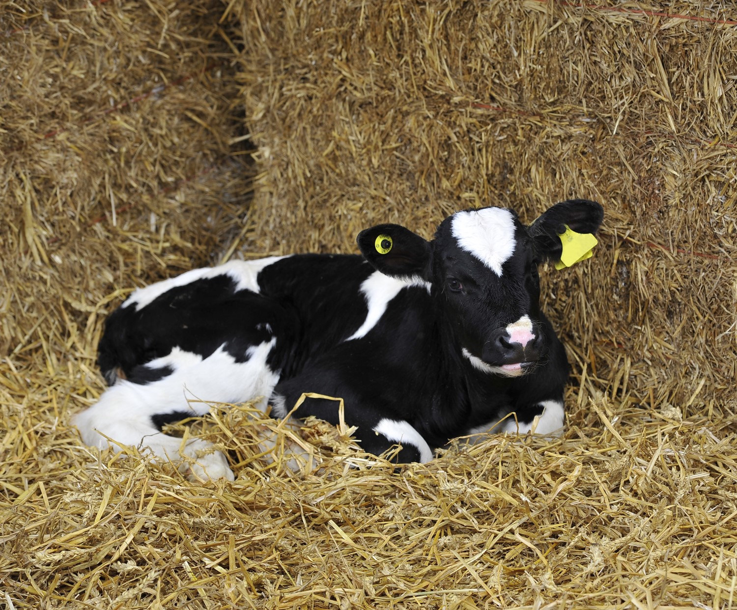 Managing calf scours using test kits | AHDB