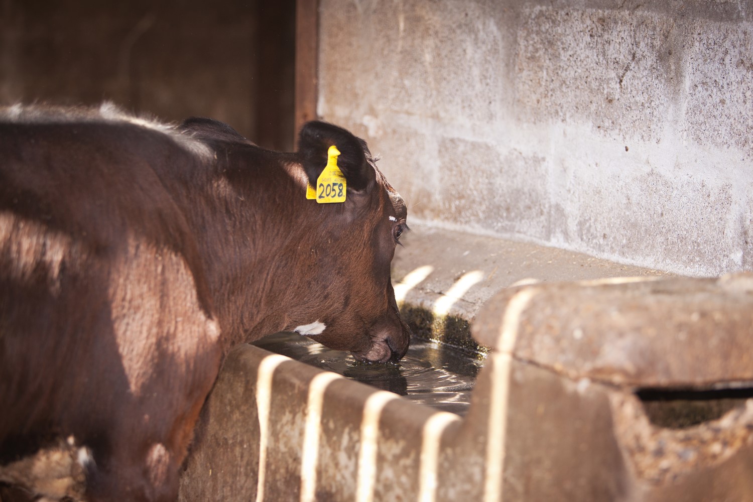 Rushywood Farm1906120260 | AHDB