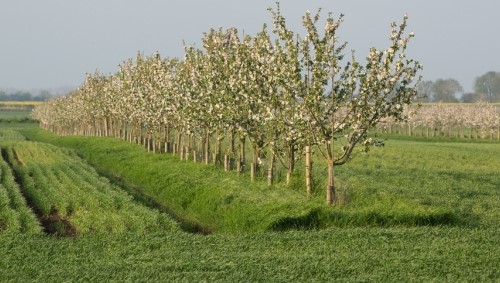 A row of staked trees planted next to a crop.