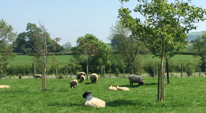 Sheep in a field sheltering under staked trees.