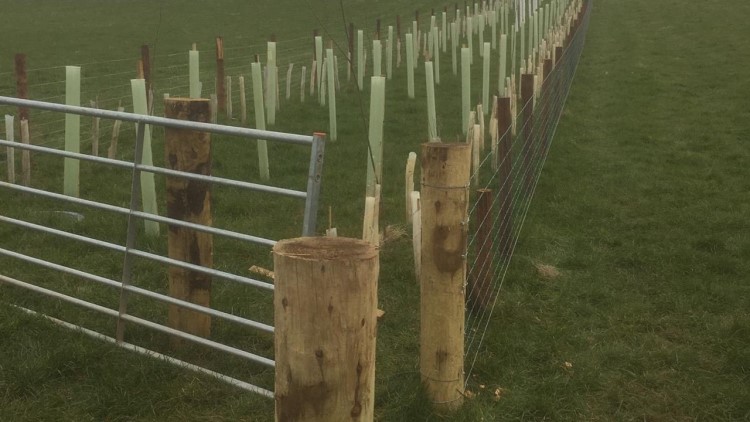 Hedgerow saplings protected by a fence.