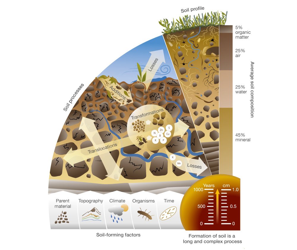 Diagram illustrating process of soil formation.
