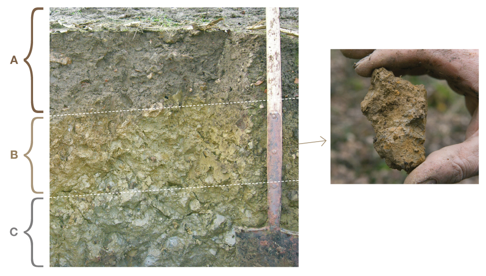 Soil profile showing distinct horizons of cultivated topsoil, subsoil, and soil parent material.