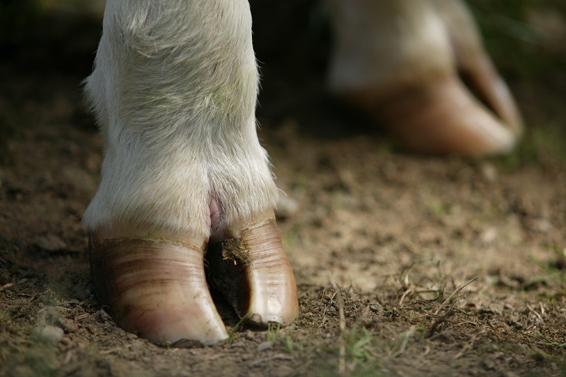 a close-up of a horse's legs