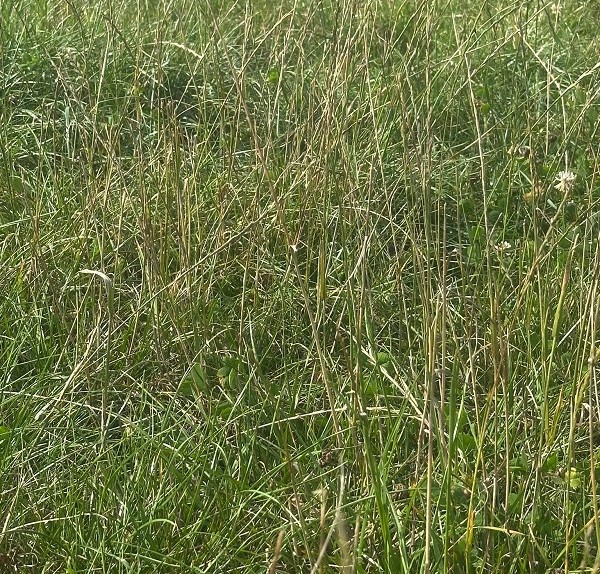 A picture of a field of grass.