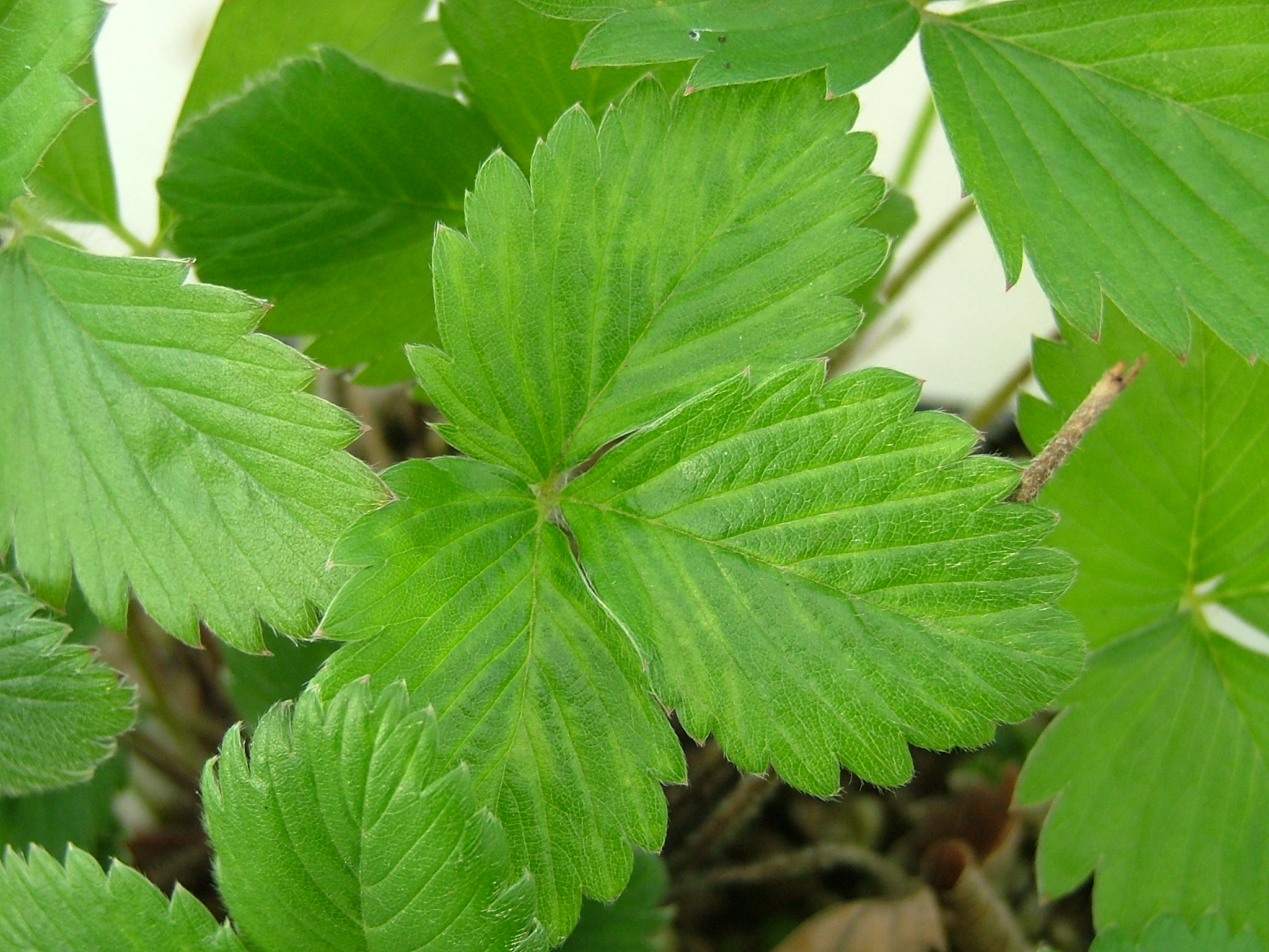 Aphids on strawberry: crop damage | AHDB