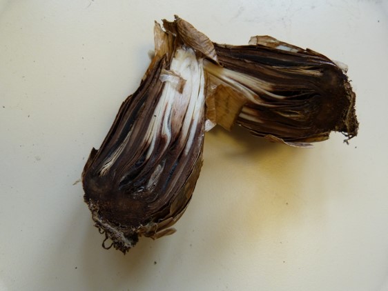 Figure 1. Narcissus basal rot