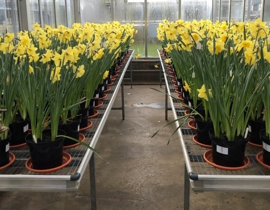 Figure 3. Treated narcissus bulbs growing in the glasshouse