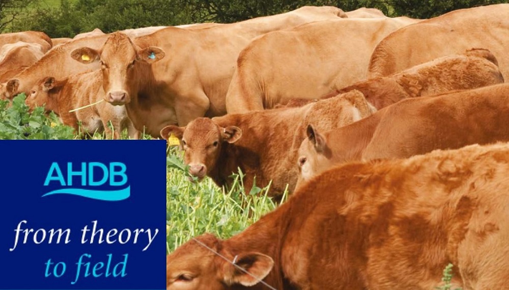 Livestock and the arable rotation | AHDB