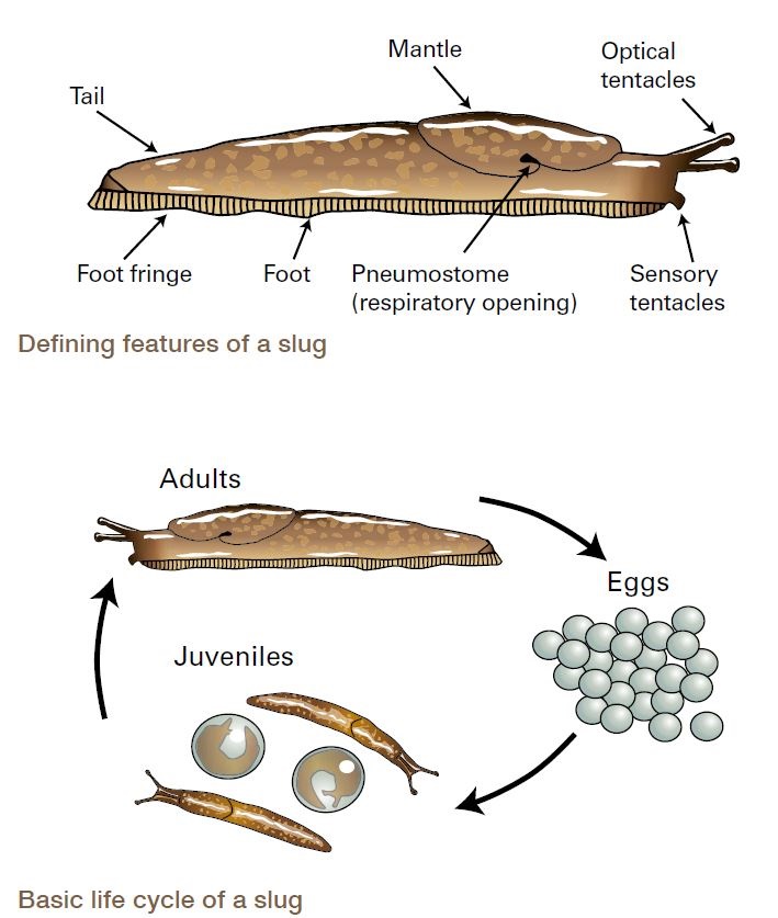Life cycle of a slug
