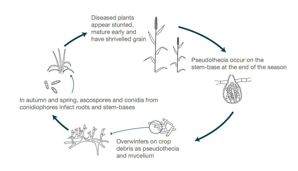 Understanding cereal foot rots | AHDB