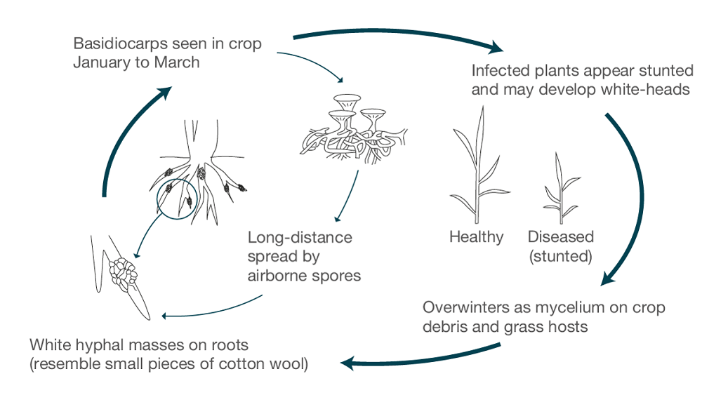 Omphalina patch disease in wheat and barley | AHDB