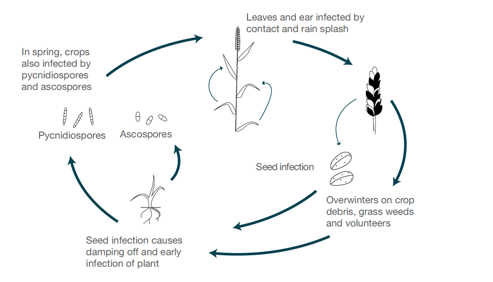 Septoria nodorum disease symptoms in cereals | AHDB